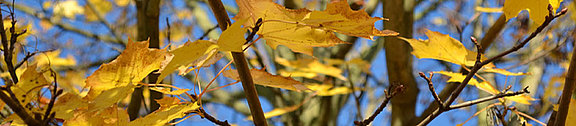 Panorama_Herbst_01.jpg  